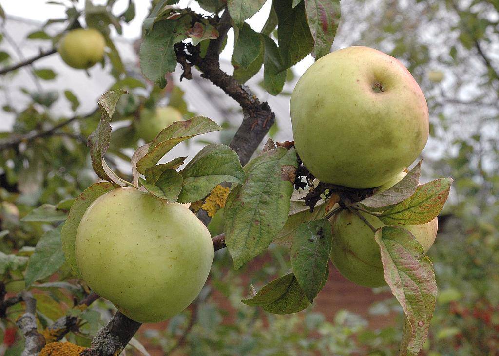 Сорта зимних яблонь: фото с названием и описанием