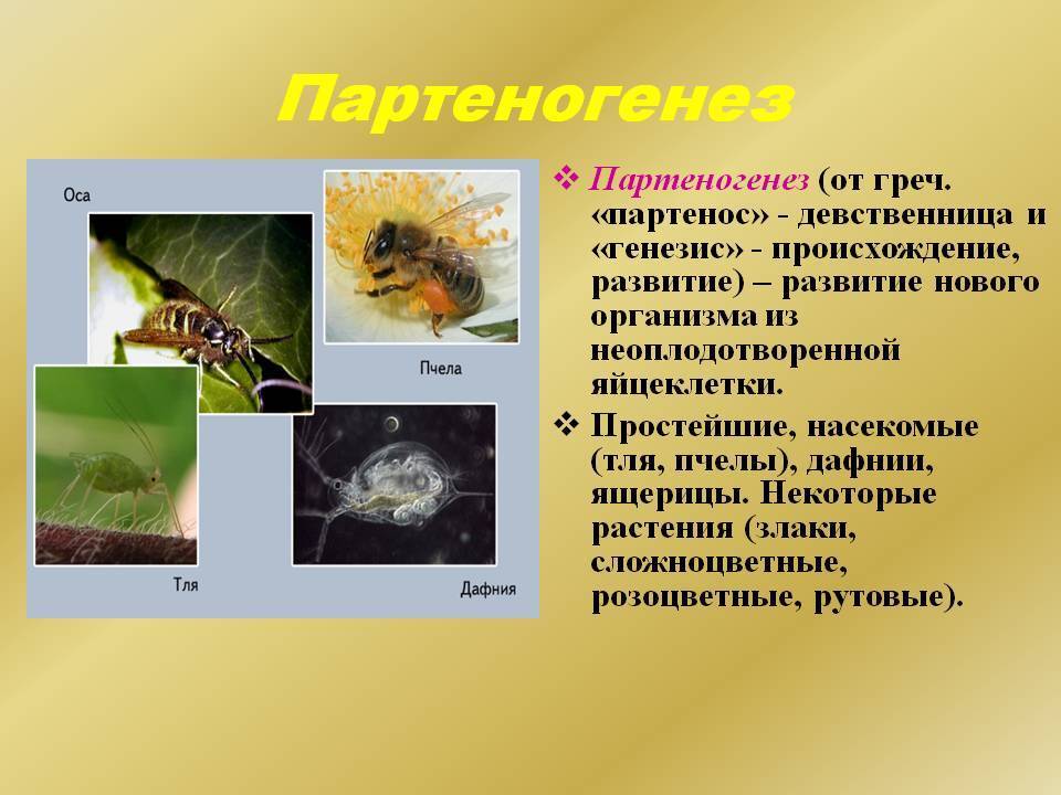 Размножение пчел естественным и искусственным путем
