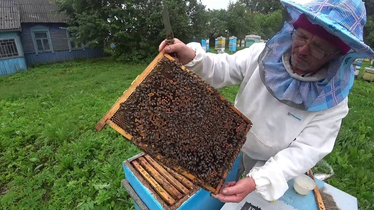 Как заменить матку в пчелосемье: способы, лучшее время