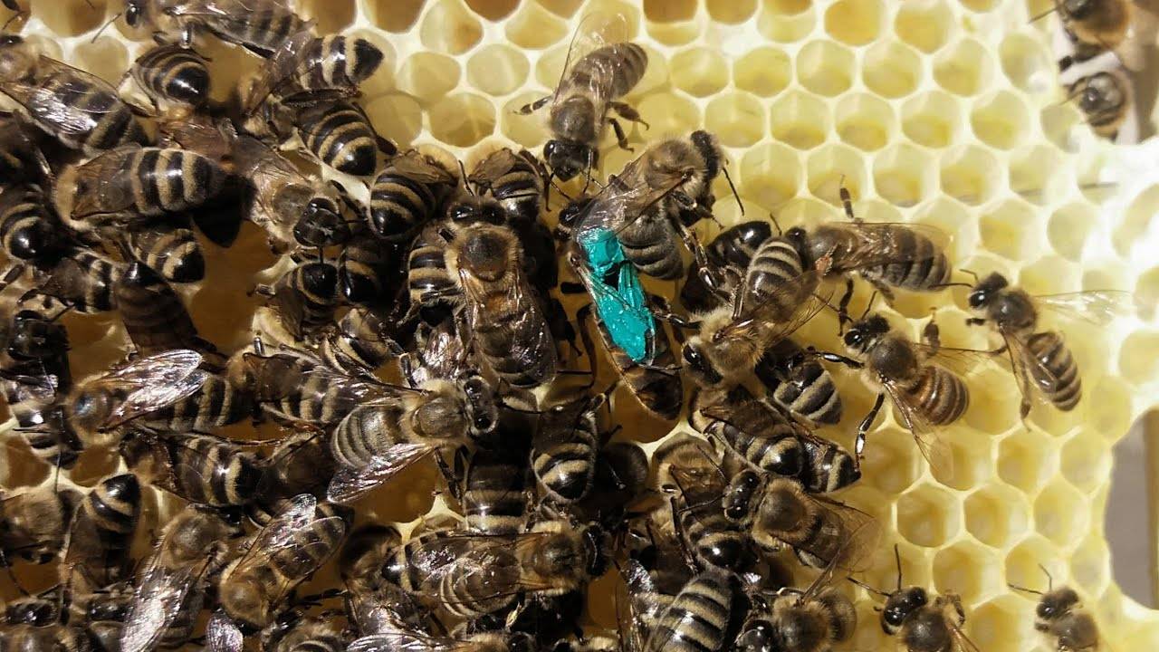 Вывод пчелиных маток: способы, правила, сравнение