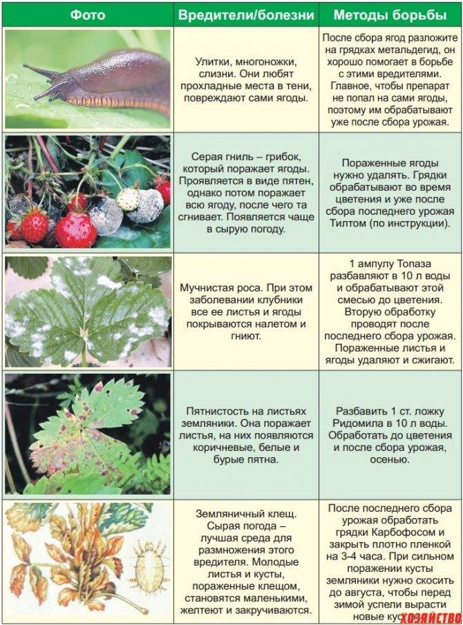 Гортензия крупнолистная (садовая) – описание, сорта, посадка и уход