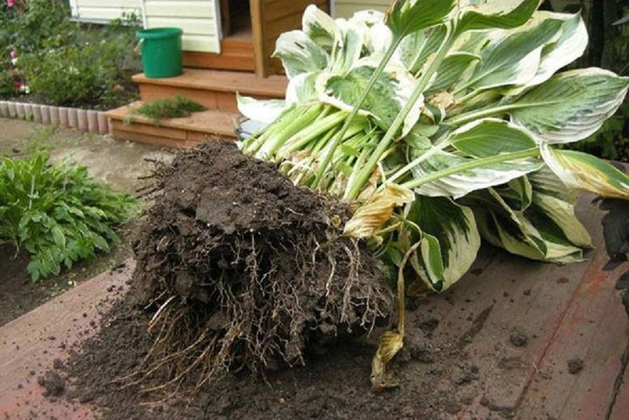 Особенности выращивания хосты – посадка и уход за растением в саду