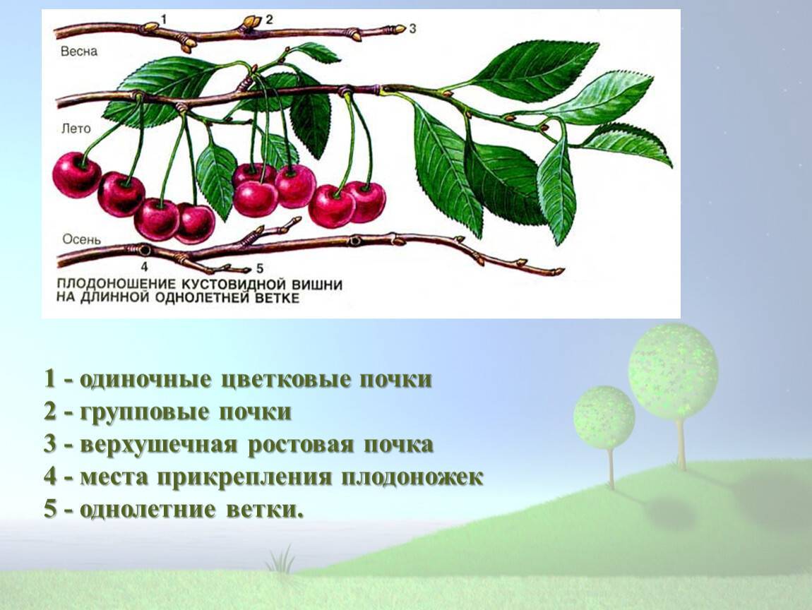 Почему не плодоносит слива и вишня | zelenysad.ru