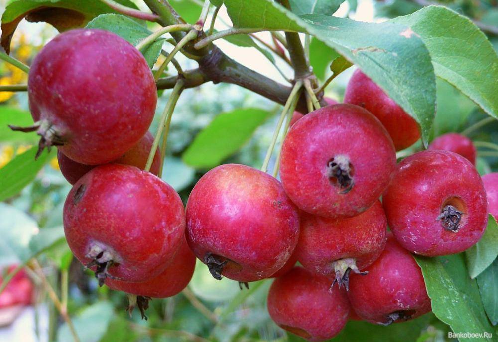 Райские яблочки растение. райские яблони: популярные сорта и характеристика плодов | дачная жизнь