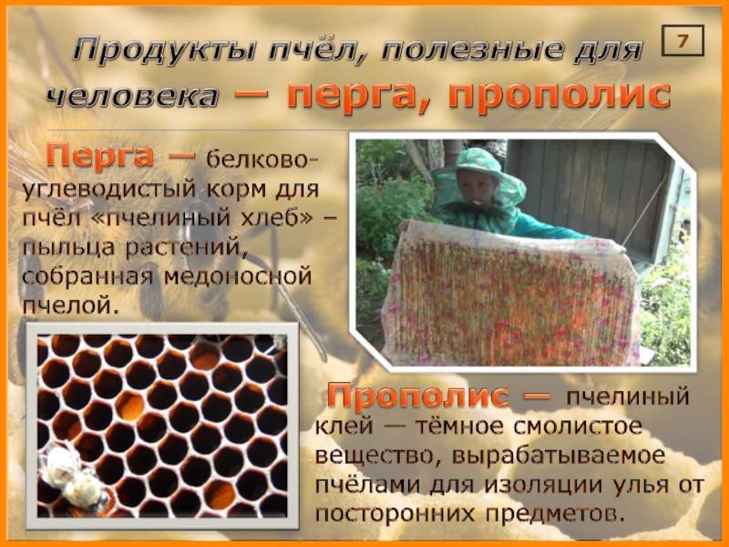 Мир пчелы в понимании детей: что должны знать дети о пчелах?