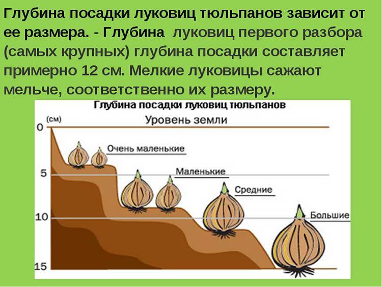 Когда и как правильно садить тюльпаны на Урале осенью и уход в открытом грунте