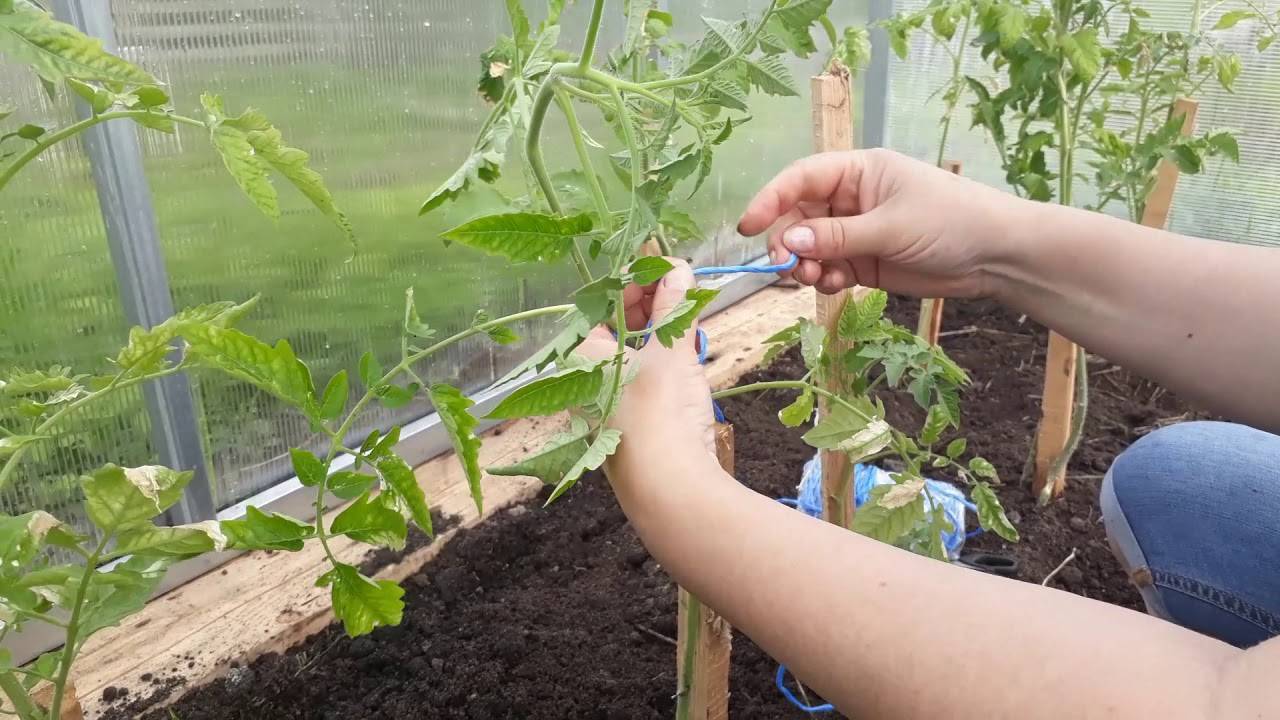 Как лучше подвязывать помидоры в открытом грунте а колышки, на шпалеры. проверенные методы подвязки высокорослых томатов