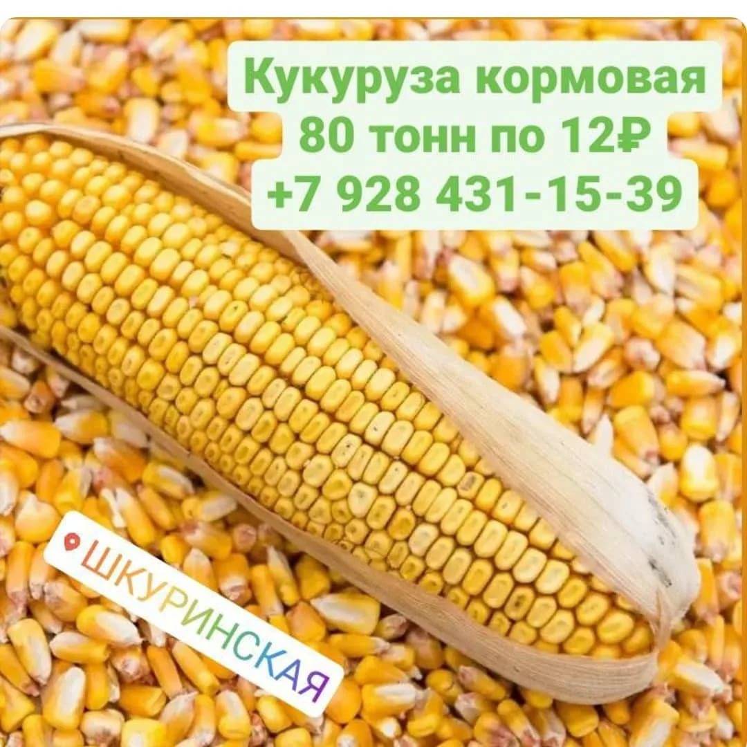 Кукуруза фуражная: как отличить кормовую от пищевой, лучшие сорта, семена, применение