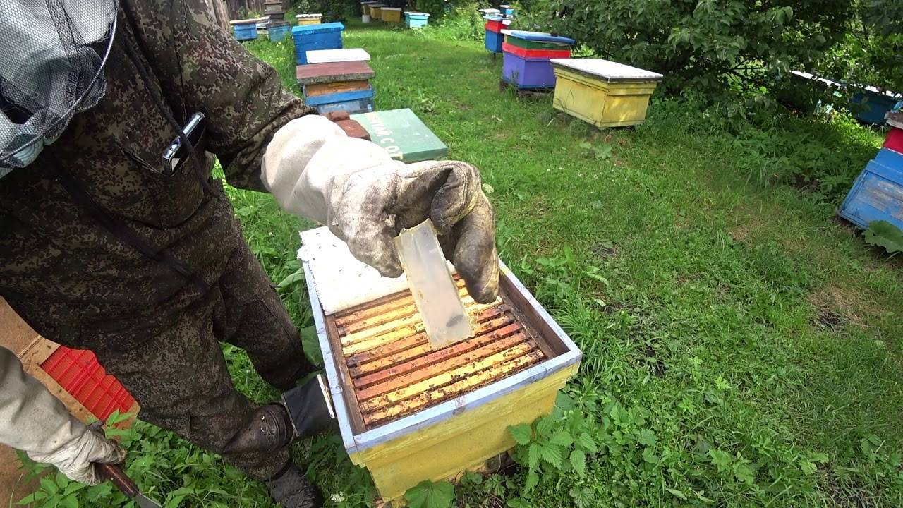 Как подсадить матку в улей: способы и практические советы подсадки пчеломатки в семью