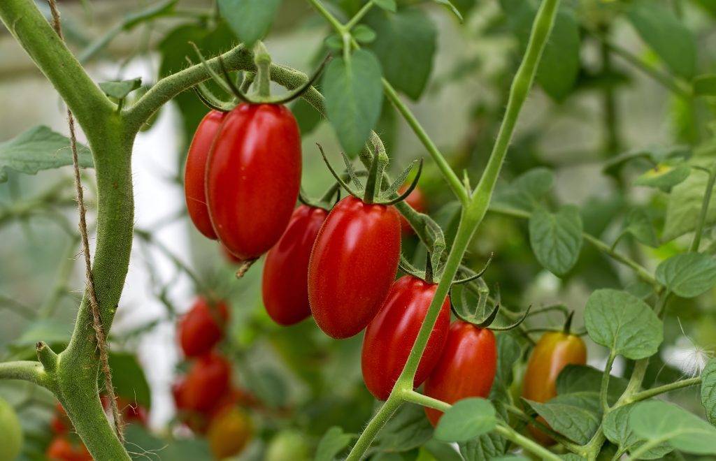 Серия сладких томатов «сластена»: характеристика и описание сорта