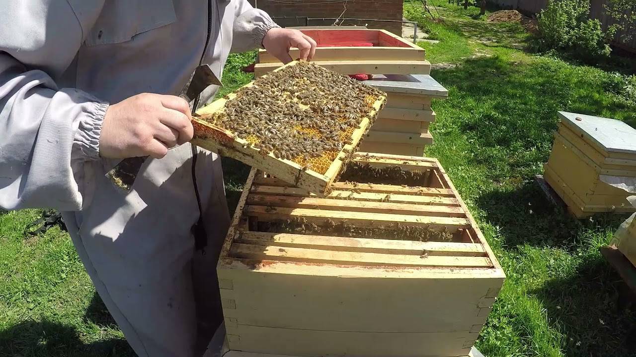 Технология пчеловодства: рациональное пчеловодство