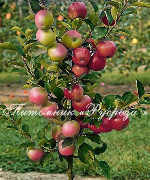 Яблоня спартан: описание и характеристики сорта, особенности выращивания, уход