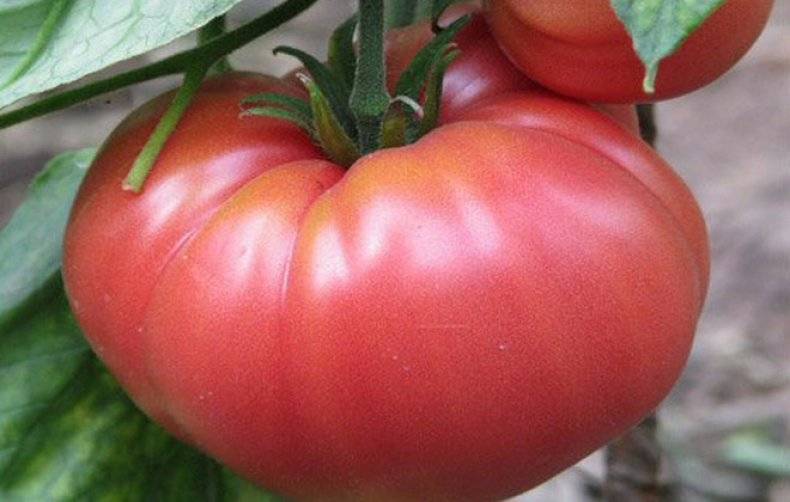 Серия томатов «гибрид тарасенко»: описание сортов