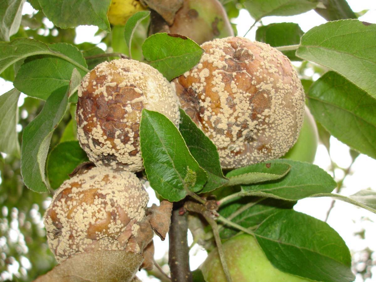 Осенняя обработка яблонь от болезней и вредителей