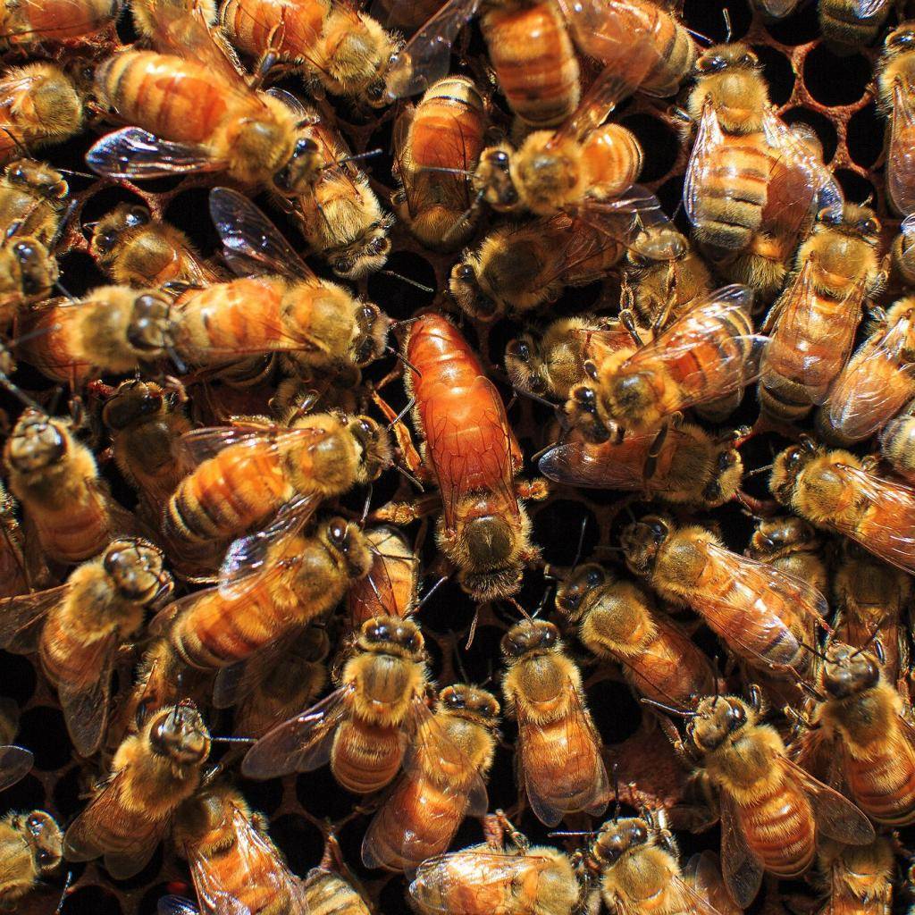 Вывод пчелиных маток на пасеке для начинающих: методы, календарь