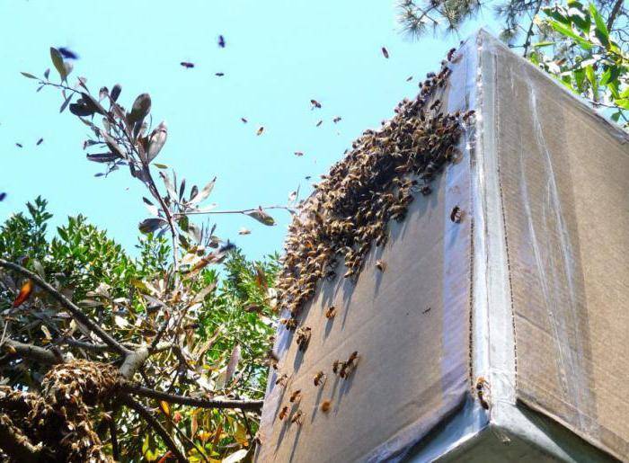 Ловля роев: как соорудить ловушку для ловли диких пчел, как поймать пчел в пустой улей, где установить ловушку