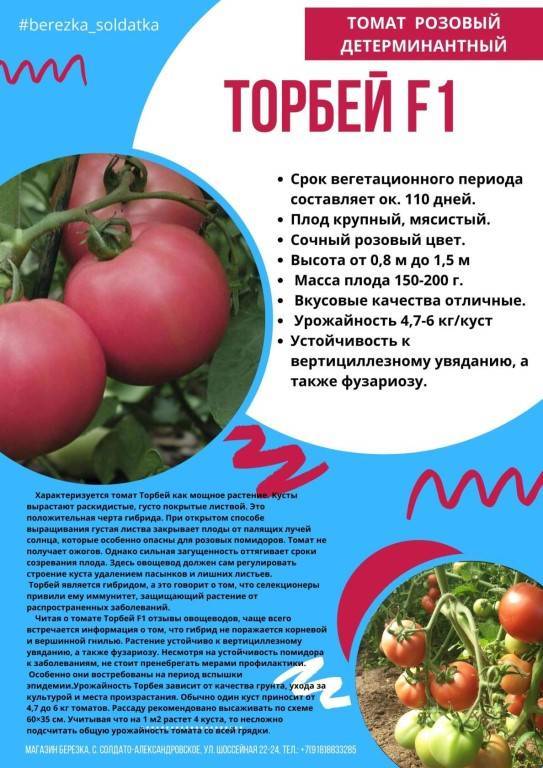 ᐉ томат "торбей" f1: описание и характеристики сорта, рекомендации по уходу и выращиванию, а так же фото и видео-материалы - orensad198.ru
