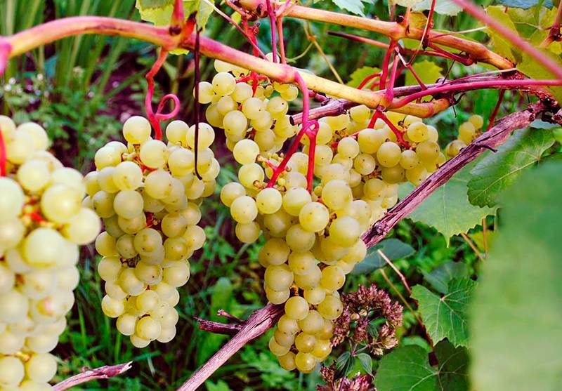 Виноград софия как выращивать, уход за виноградным сортом софия