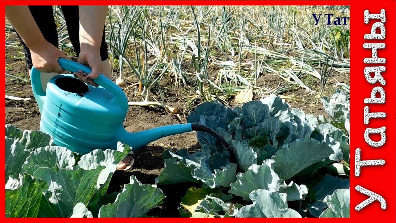 Чем подкормить цветную капусту для завязывания головок
