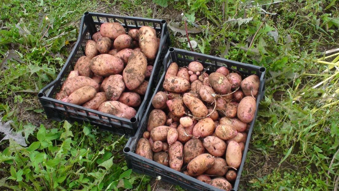 Особенности картофеля сорта родриго: фото и описание, инструкция по выращиванию и другие нюансы