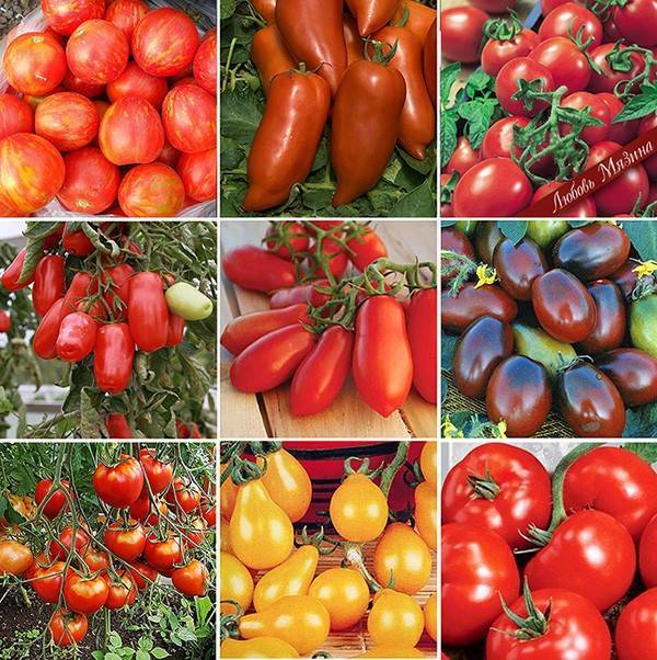 Лучшие сорта томатов для ленинградской области 2020