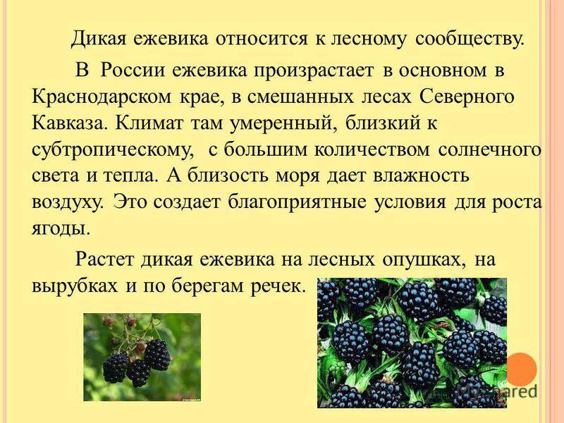 Ежевика — полезные и лечебные свойства ягод и листьев для здоровья человека