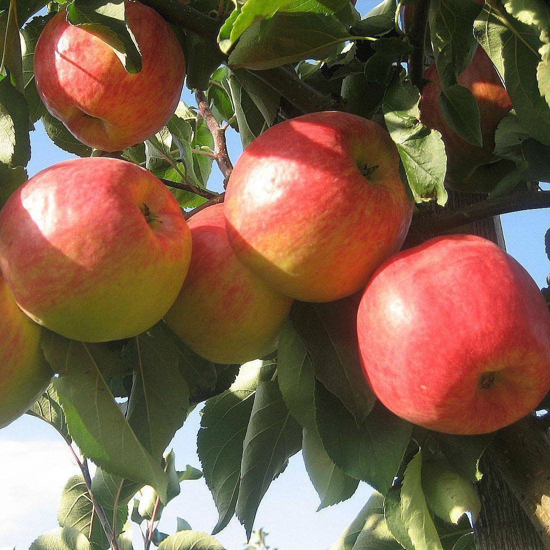 Яблоня мантет: особенности сорта и ухода. описание сорта яблони мантет