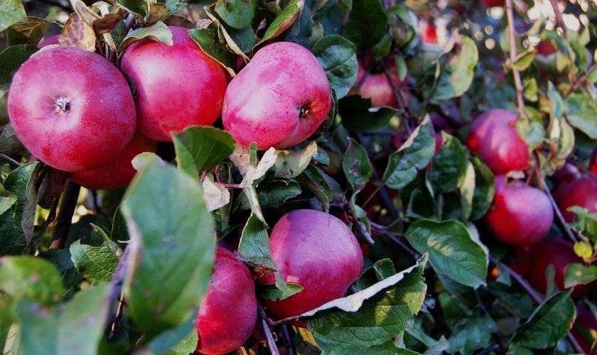 Летние сорта яблок - дачная жизнь