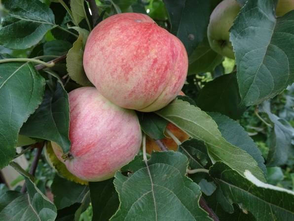 Яблоня боровинка: достоинства сорта и посадка растения