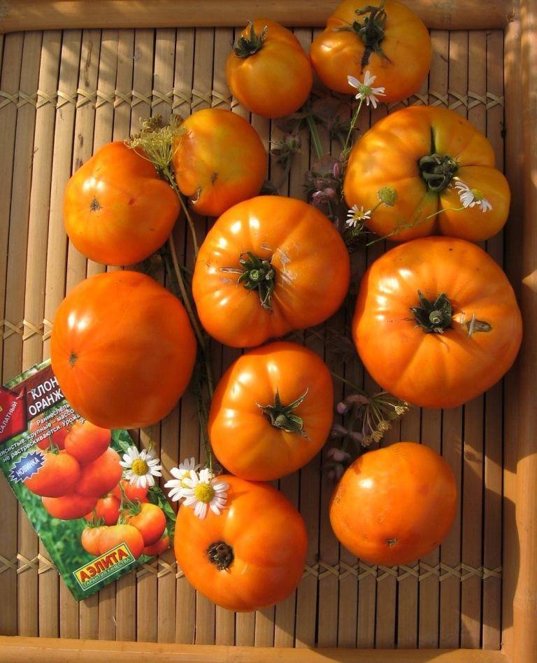 Настоящий самородок среди томатов — клондайк розовый: отзывы об урожайности и описание сорта
