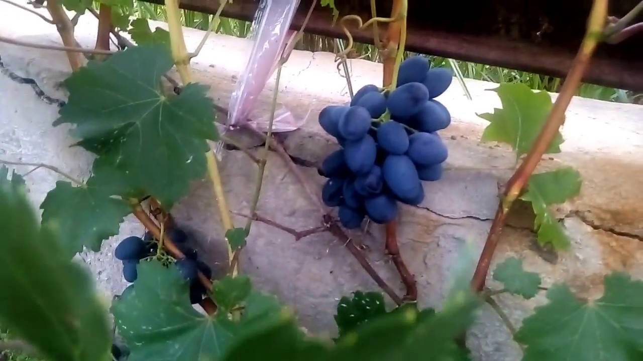 Описание и тонкости ухода за виноградом сорта забава