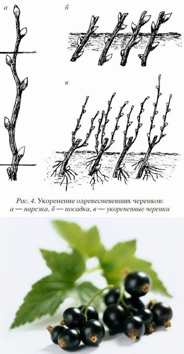 Золотистая смородина и её лучшие сорта. описание, особенности выращивания. фото — ботаничка.ru