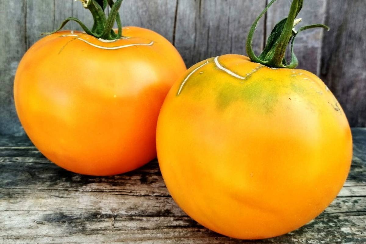 Фото, отзывы, описание, характеристика, урожайность сорта помидора «апельсин»