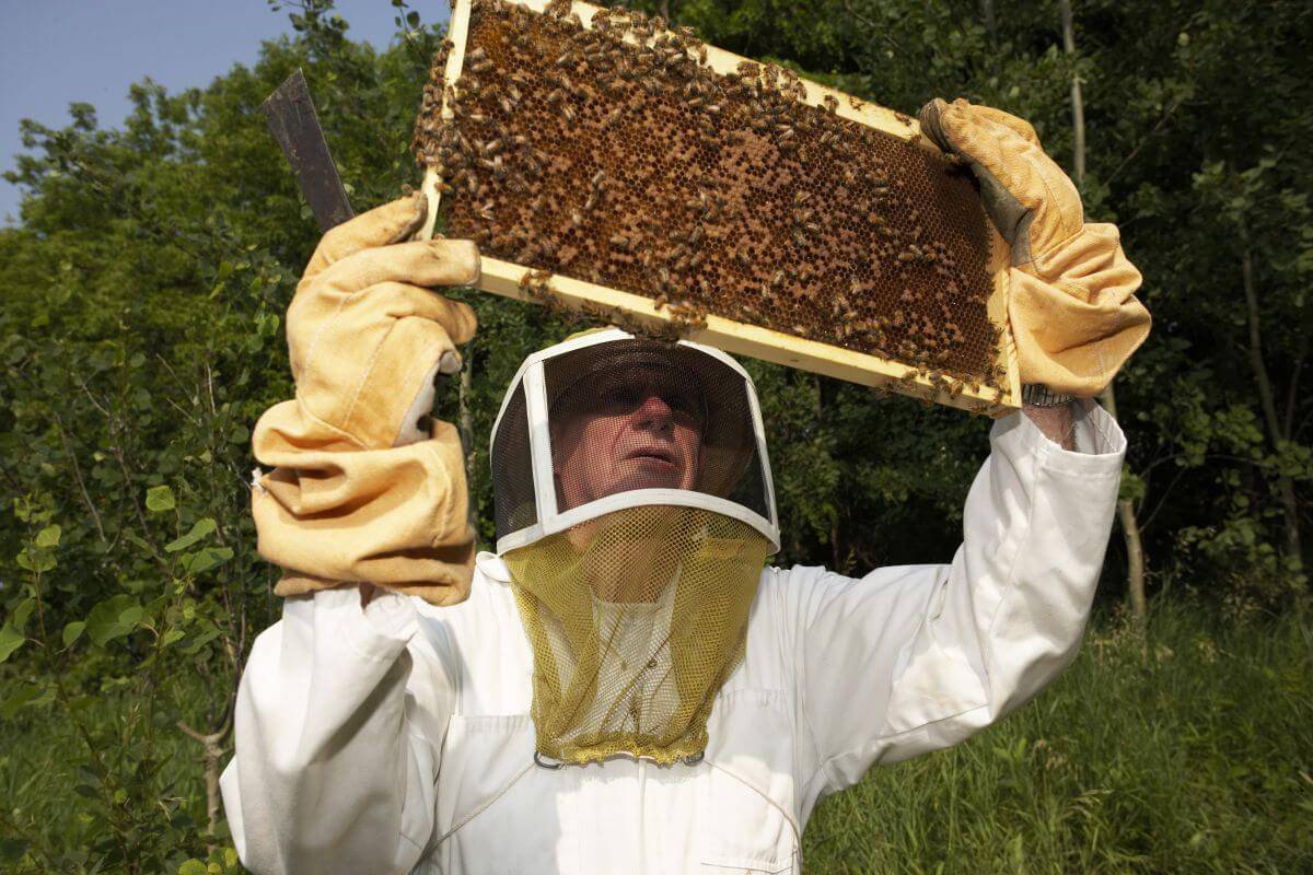 Как ухаживать за пчелами для начинающих пчеловодов: уход за ульем, пчелой, маткой
