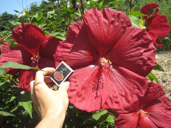 Выращивание гибискуса садового — секреты обильного цветения