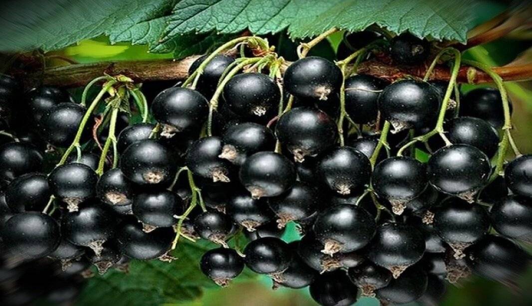 Самые сладкие крупноплодные сорта чёрной смородины