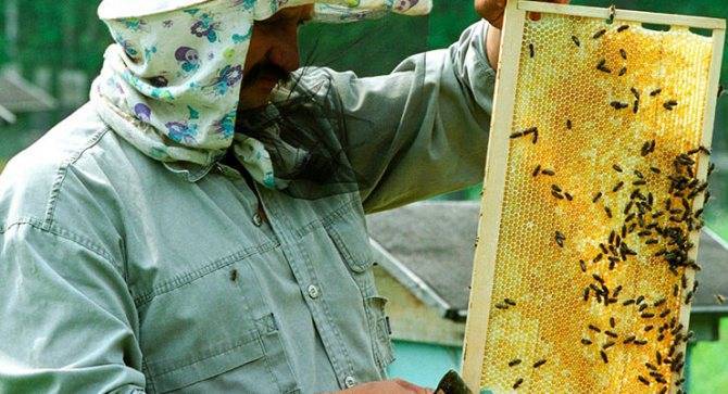 Бизнес-план пчеловодства (пасеки) — готовый пример с расчетами