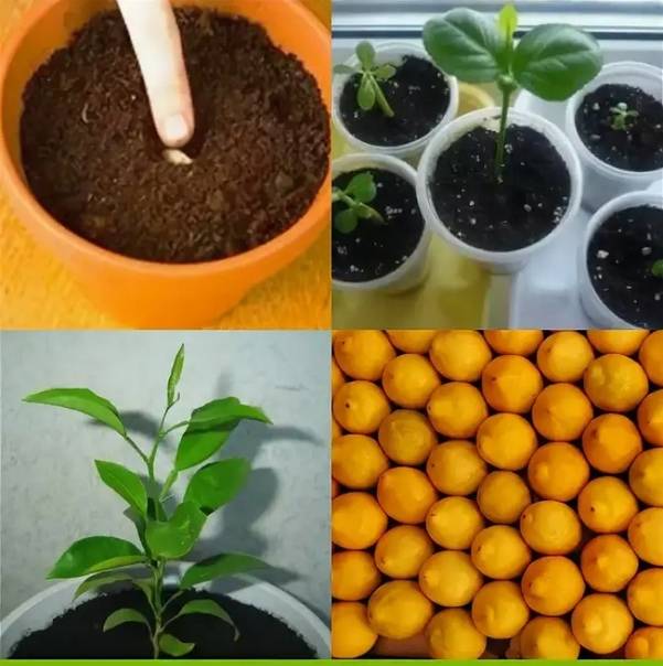Выращивание лимона из косточки в домашних условиях