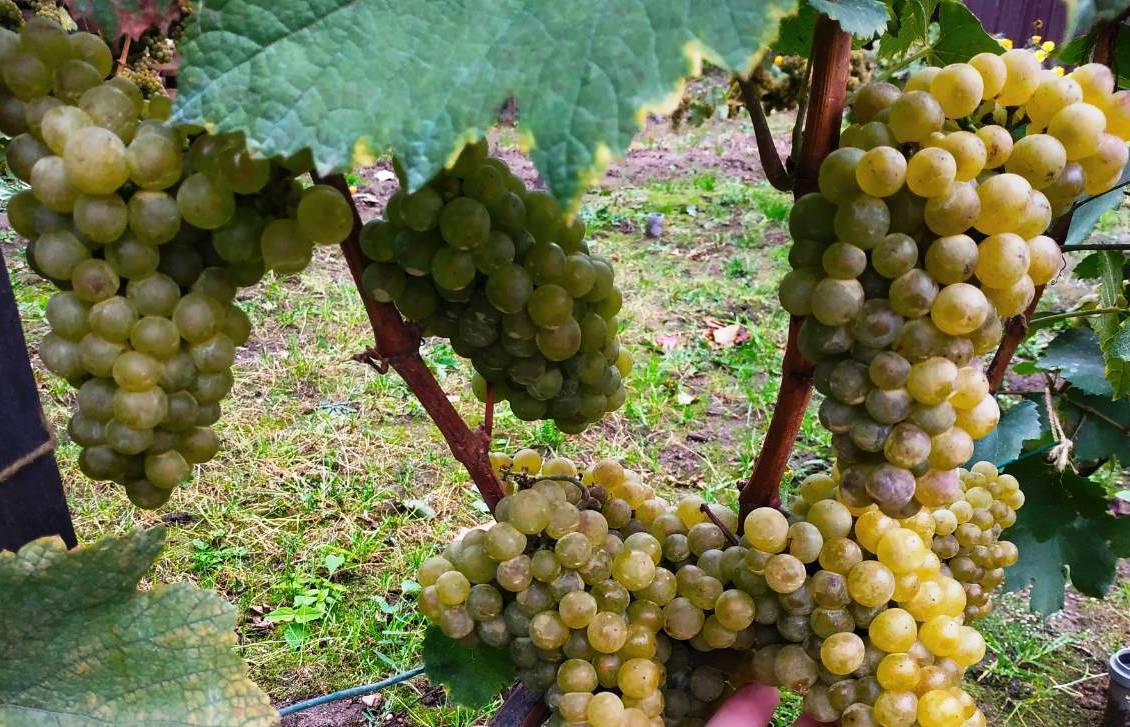 Виноград шардоне: описание и характеристика сорта