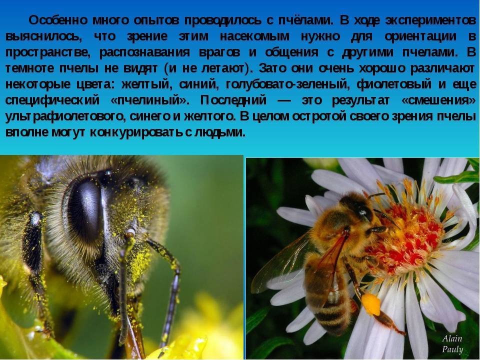 Сколько глаз у пчелы: какие цвета видят, особенности зрения