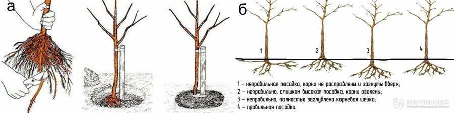 Посадка вишни осенью: оптимальные сроки, как правильно посадить дерево и ухаживать за ним после посадки