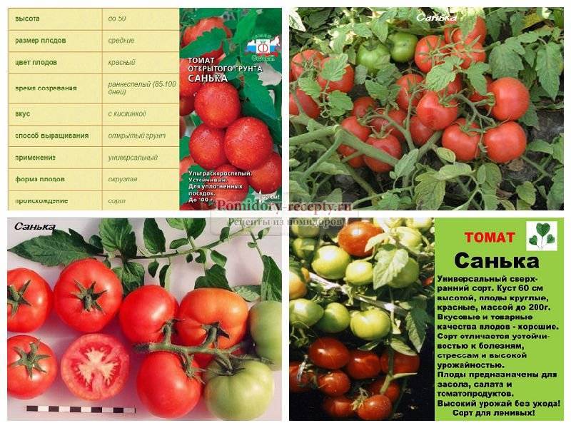 Томат афина f1: отзывы об урожайности и фото, характеристика и описание сорта, схема посадки помидоров в теплице