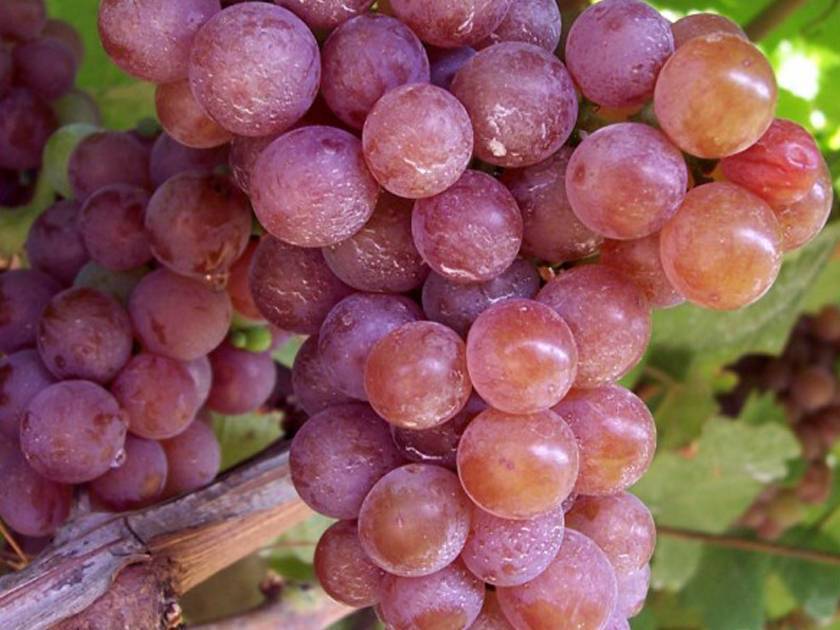 Вино гевюрцтраминер белое французское: сорт винограда, сухое, розовое, аромат, вкус, цвет, география