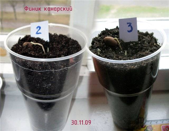 Описание финика сорта Канарский, выращивание из семян в домашних условиях