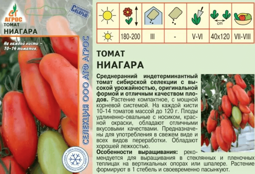 Описание сорта томата Ниагара и особенности плодов индетерминантного типа