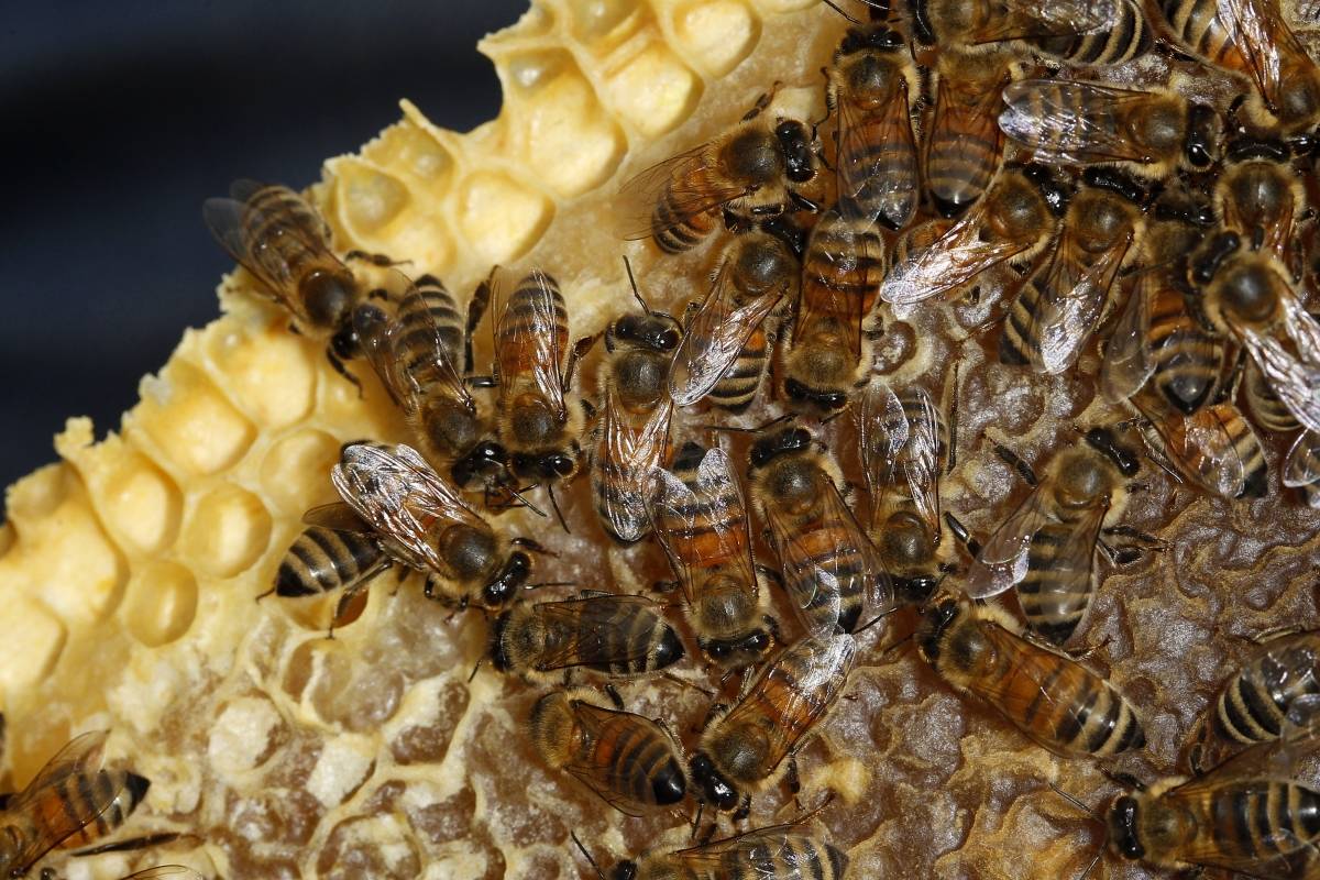 Африканские (африканизированные) пчелы: описание, фото, опасность укусов, места обитания