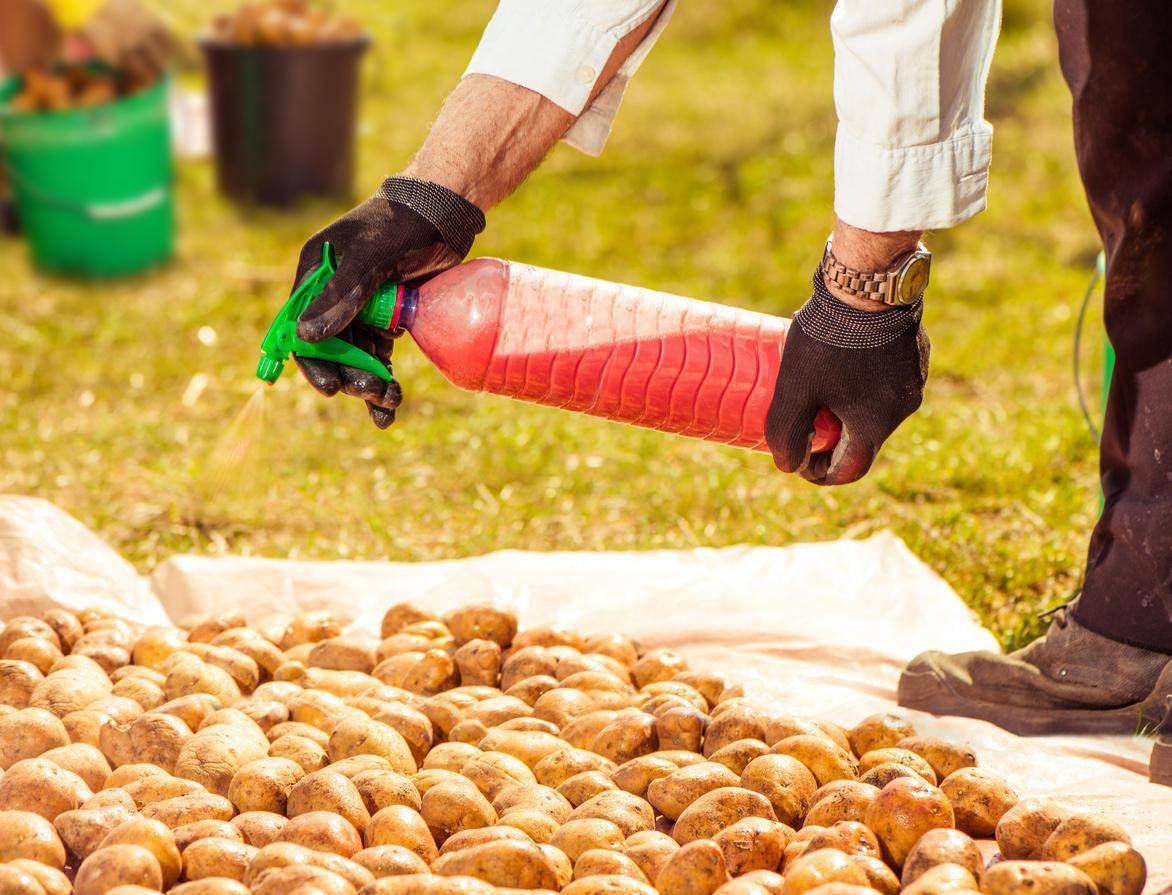 Как сажать картофель: сроки, способы, подготовка клубней и почвы