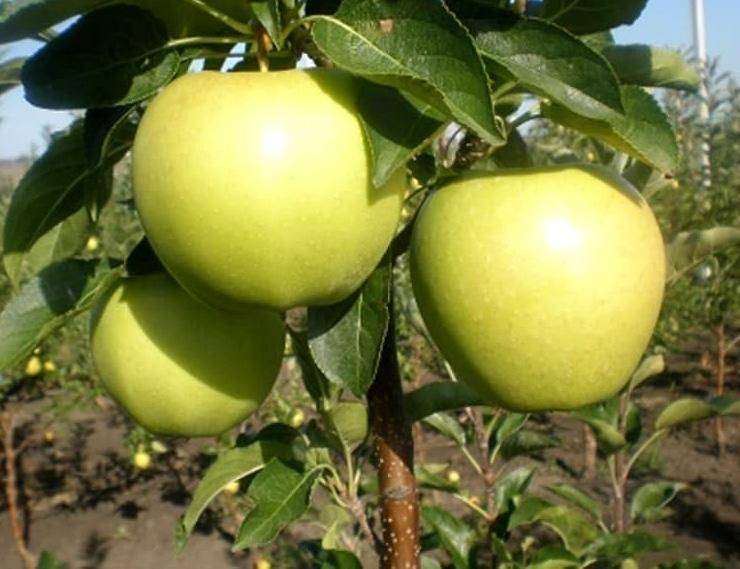 Яблоня славянка: описание, фото дерева и плодов, отзывы о них