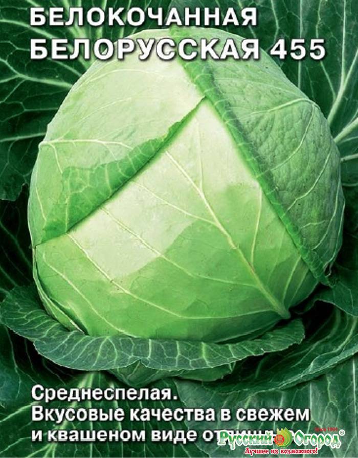 Капуста белокочанная белорусская 455 описание сорта фото