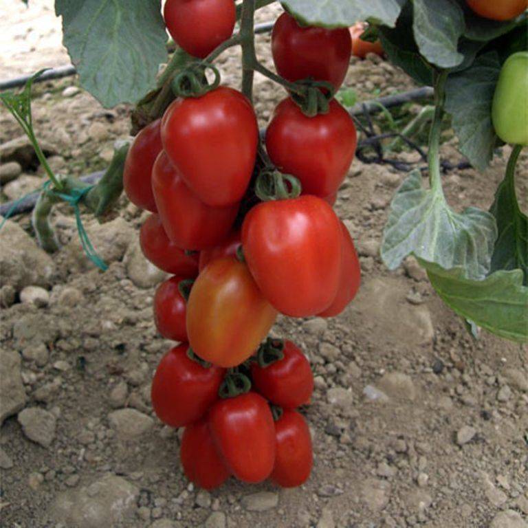 Томат аурия: описание сорта, отзывы о урожае, фото, выращивание
